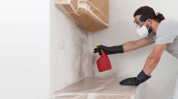 Professional Black Mold Remediation technician working in Auburn, MI